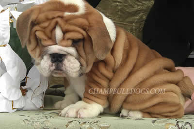 Bulldog puppies photo